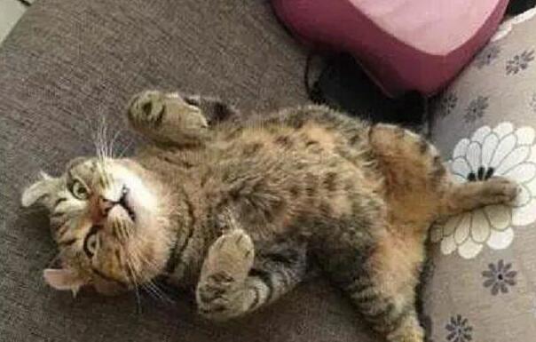 主人一直在厨房做饭 忽然听到猫惨叫声 跑回来这一看以为是猫死了……(图3)