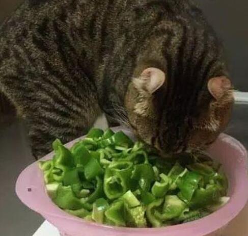 主人一直在厨房做饭 忽然听到猫惨叫声 跑回来这一看以为是猫死了……(图2)