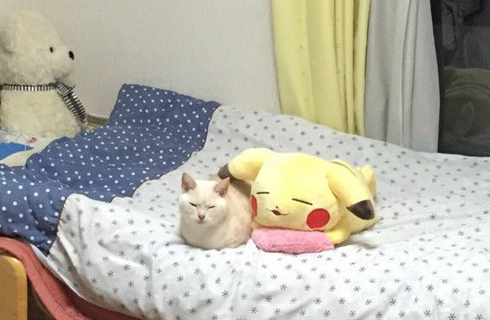 日本猫咪神撞脸皮卡丘抱枕睡姿表情神同步(图1)