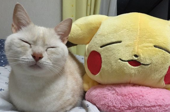 日本猫咪神撞脸皮卡丘抱枕睡姿表情神同步(图2)