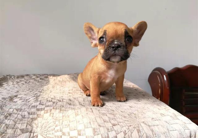 狗宝出世后该怎么样才能喂牛奶？主人家应手中掌握家犬身体素质(图2)