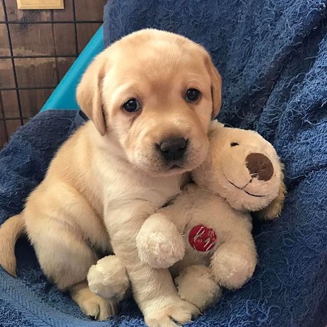 狗宝出世后该怎么样才能喂牛奶？主人家应手中掌握家犬身体素质(图7)