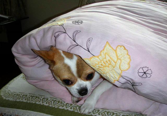 狗宝出世后该怎么样才能喂牛奶？主人家应手中掌握家犬身体素质(图10)