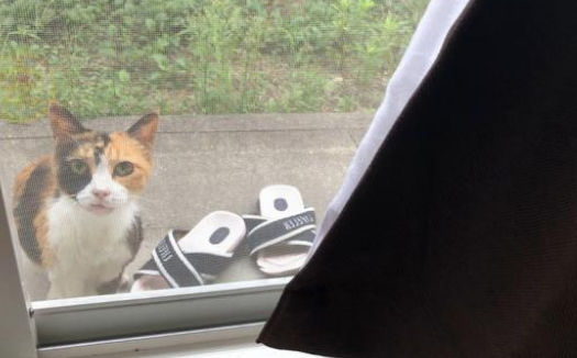 流浪猫忽然变温柔 天天上上门求收留我 看到它的嘴后才知道原因(图2)