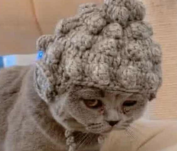 出差前将猫咪丢给老妈 过来接猫时呆住了：这发型真像“佛祖”(图1)