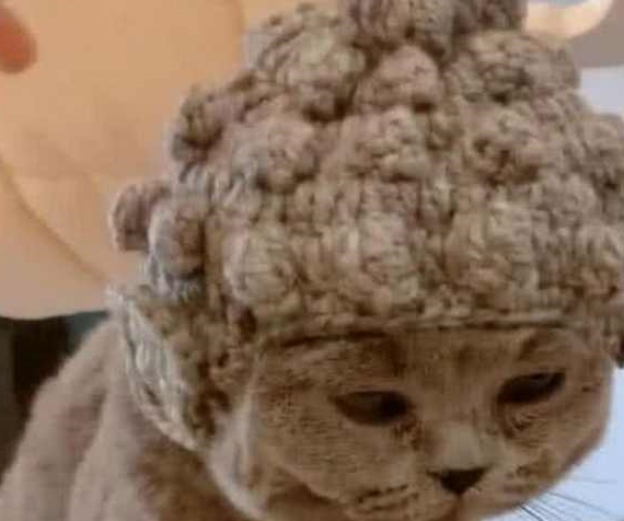 出差前将猫咪丢给老妈 过来接猫时呆住了：这发型真像“佛祖”(图2)