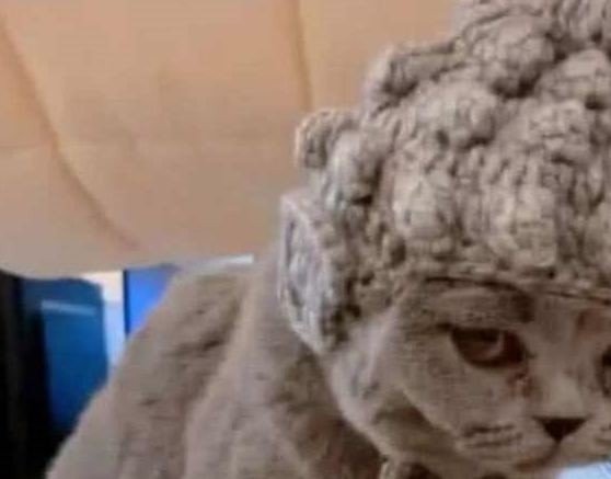 出差前将猫咪丢给老妈 过来接猫时呆住了：这发型真像“佛祖”(图3)