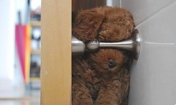 原来是泰迪不喜欢晚上睡觉的地方 和主人的“亲密度”关联（泰迪狗就是喜欢睡吗）(图2)