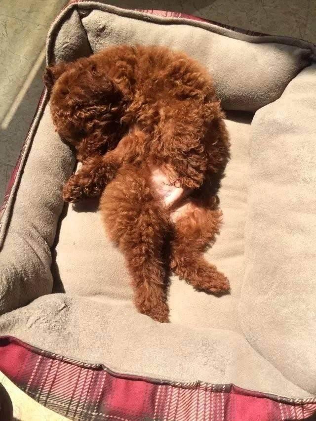 原来是泰迪不喜欢晚上睡觉的地方 和主人的“亲密度”关联（泰迪狗就是喜欢睡吗）(图3)