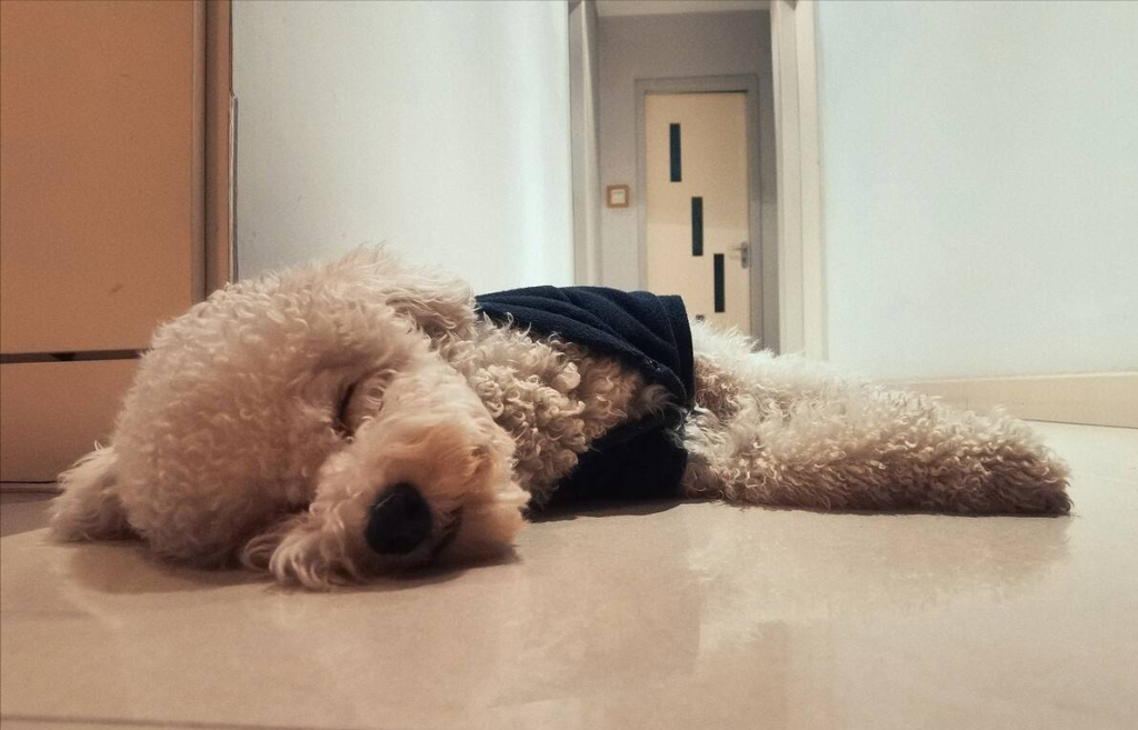 原来是泰迪不喜欢晚上睡觉的地方 和主人的“亲密度”关联（泰迪狗就是喜欢睡吗）(图5)