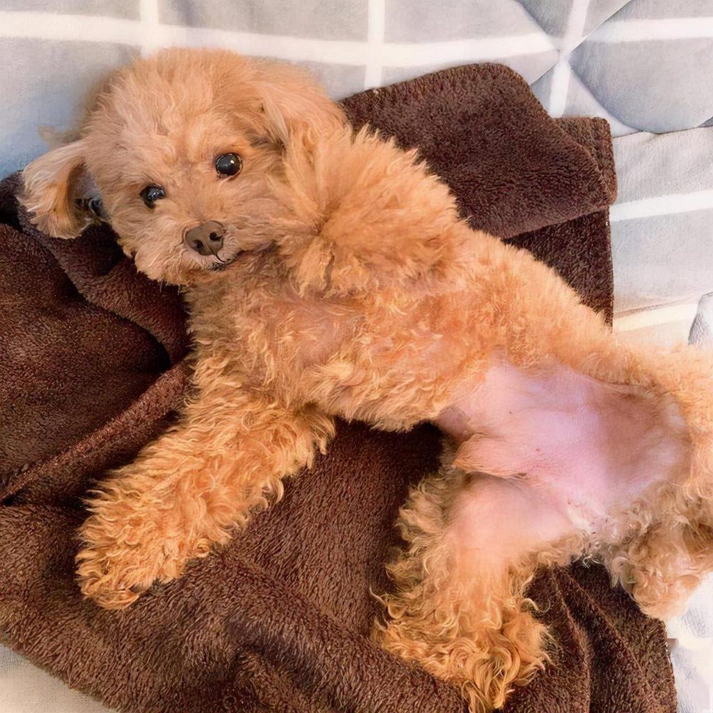 原来是泰迪不喜欢晚上睡觉的地方 和主人的“亲密度”关联（泰迪狗就是喜欢睡吗）(图6)