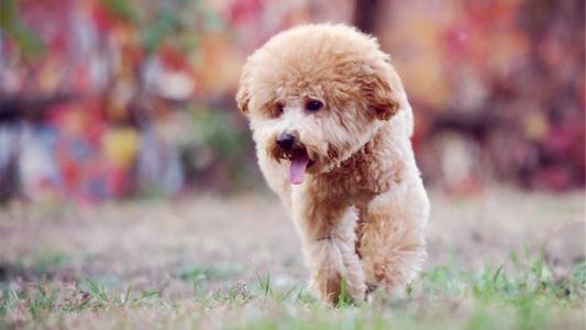 别我以为这样养泰迪是为它好 总之很大可能会在“伤害”它(养泰迪狗怎么样才能养好)(图4)