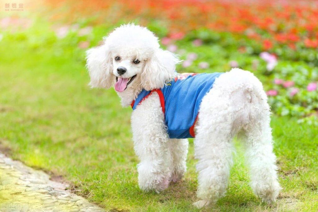 别我以为这样养泰迪是为它好 总之很大可能会在“伤害”它(养泰迪狗怎么样才能养好)(图1)