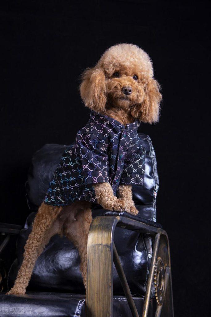 别我以为这样养泰迪是为它好 总之很大可能会在“伤害”它(养泰迪狗怎么样才能养好)(图2)