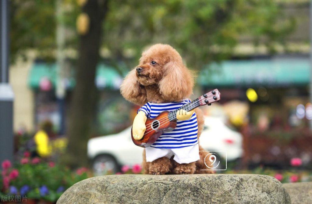 别我以为这样养泰迪是为它好 总之很大可能会在“伤害”它(养泰迪狗怎么样才能养好)(图3)