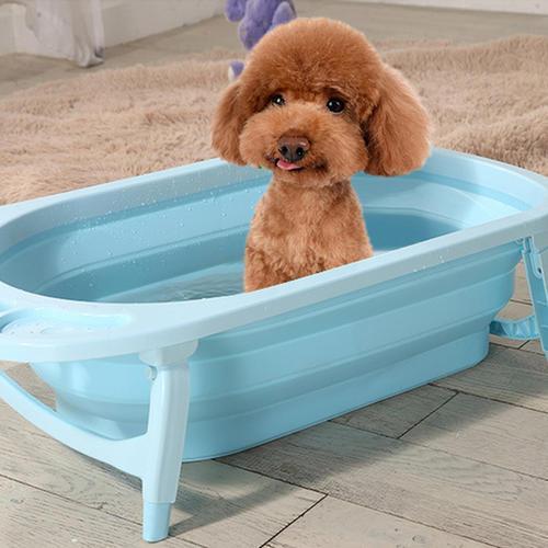 别我以为这样养泰迪是为它好 总之很大可能会在“伤害”它(养泰迪狗怎么样才能养好)(图5)