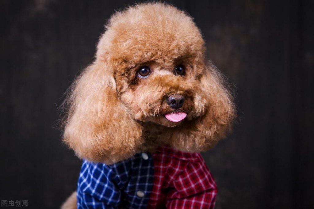 别我以为这样养泰迪是为它好 总之很大可能会在“伤害”它（养泰迪狗怎么样才能养好）(图7)