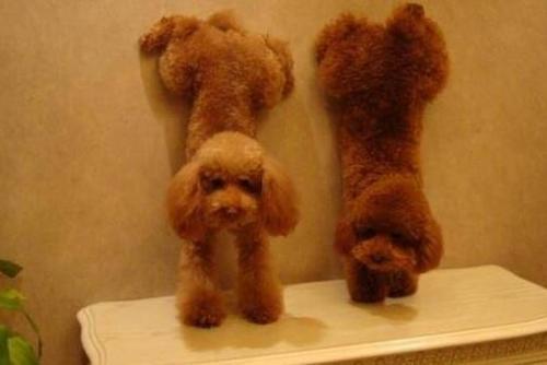 别我以为这样养泰迪是为它好 总之很大可能会在“伤害”它(养泰迪狗怎么样才能养好)(图6)