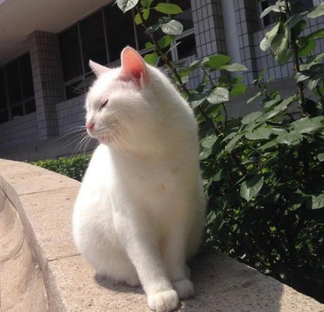 央视直播间突然传来猫叫声 网友沸腾了：时隔五年 台宠再次呈现？(图2)