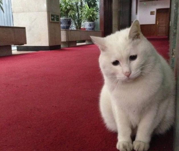 央视直播间突然传来猫叫声 网友沸腾了：时隔五年 台宠再次呈现？(图1)