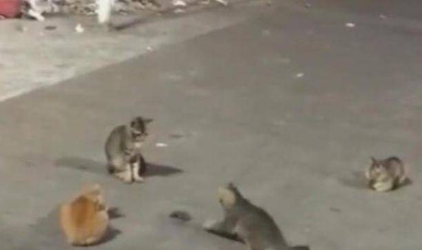 老鼠出门没看好日子 被四只流浪猫围了起来 老鼠泪崩：大哥 别玩了(图1)