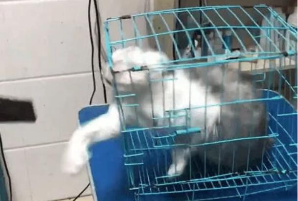 带猫咪去宠物店洗澡吗,洗到一半老板恼火了:这只猫需要加钱(图1)