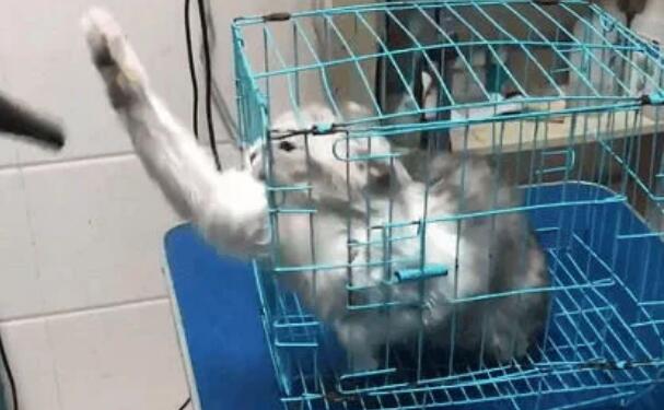 带猫咪去宠物店洗澡吗,洗到一半老板恼火了:这只猫需要加钱(图2)