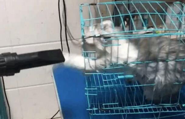 带猫咪去宠物店洗澡吗,洗到一半老板恼火了:这只猫需要加钱(图3)