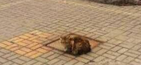 猫咪坚持在水沟盖上等主人疑是被拋弃(图1)