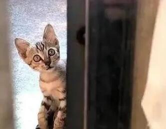 猫咪在门口守5天 强忍住饥饿靠坐门口领养也可以给我个家吗(图1)