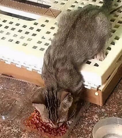 猫咪在门口守5天 强忍住饥饿靠坐门口领养也可以给我个家吗(图2)