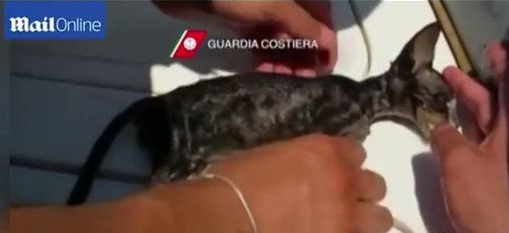 小猫落海频死海警英勇无畏救回小生命(图1)