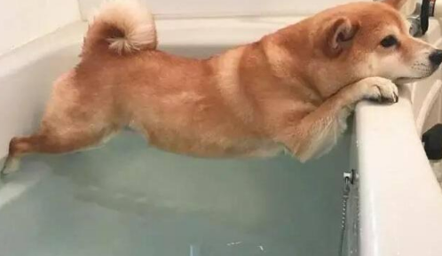 你知道狗狗我想知道为什么不喜欢洗澡好吗？这5个原因你知道一点吗（狗狗我想知道为什么不不会愿意洗澡吗）(图1)