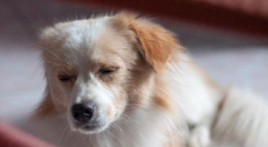 你知道狗狗我想知道为什么不喜欢洗澡好吗？这5个原因你知道一点吗（狗狗我想知道为什么不不会愿意洗澡吗）(图2)