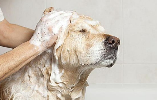 你知道狗狗我想知道为什么不喜欢洗澡好吗？这5个原因你知道一点吗（狗狗我想知道为什么不不会愿意洗澡吗）(图3)