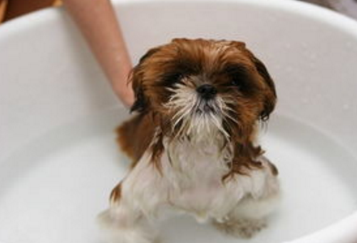 你知道狗狗我想知道为什么不喜欢洗澡好吗？这5个原因你知道一点吗（狗狗我想知道为什么不不会愿意洗澡吗）(图5)