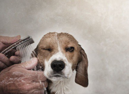 你知道狗狗我想知道为什么不喜欢洗澡好吗？这5个原因你知道一点吗（狗狗我想知道为什么不不会愿意洗澡吗）(图6)