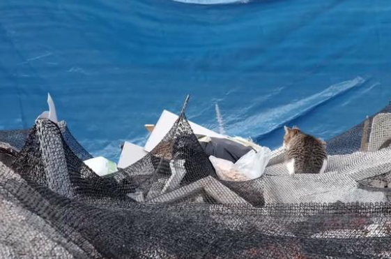 主人折迁赶到 扔到养了多年的宠物猫 它还在人守有过的家(图2)