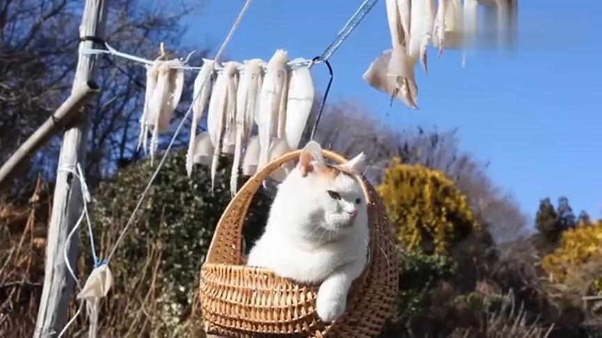 拿鱼干去屋顶晒 却突然发现猫咪躺在上面：那种感觉有点儿不不会有危险啊(图1)