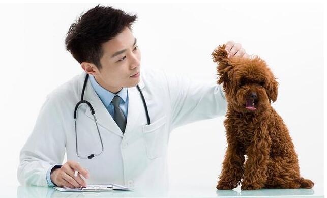 泰迪犬易患这5种病 你家有吗?(泰迪犬易患的病)(图2)
