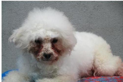 泰迪犬易患这5种病 你家有吗?(泰迪犬易患的病)(图5)