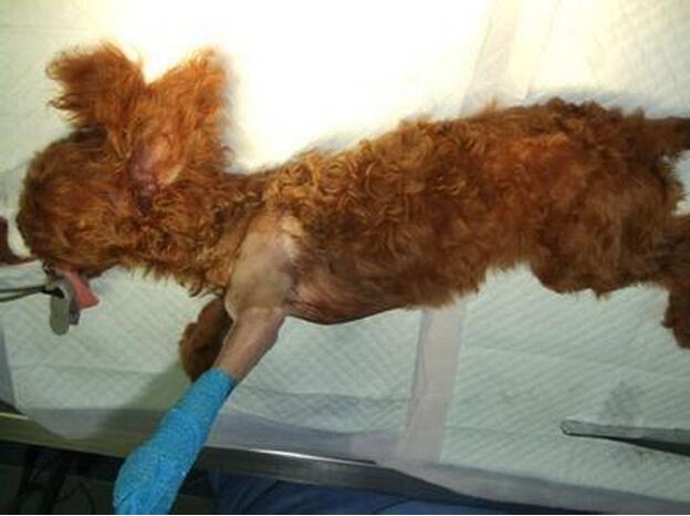 泰迪犬易患这5种病 你家有吗?(泰迪犬易患的病)(图4)