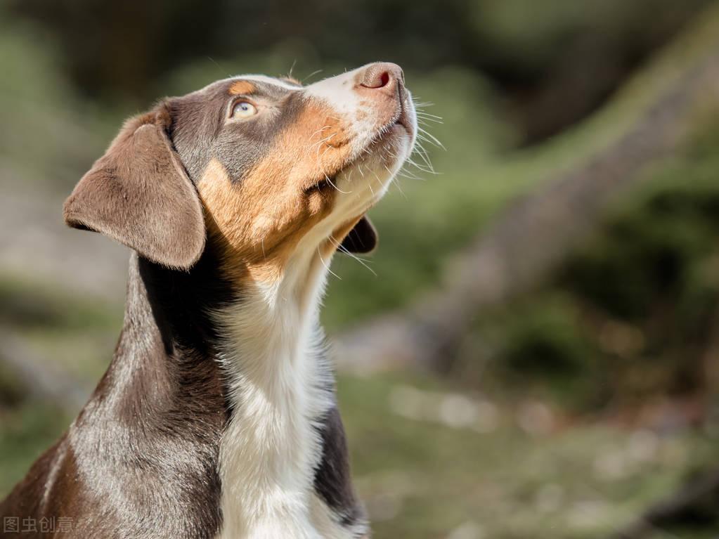 海鲜类产品含有蛋白质 但狗吃却有危害?(狗吃生蚝会得皮肤病吗)(图1)