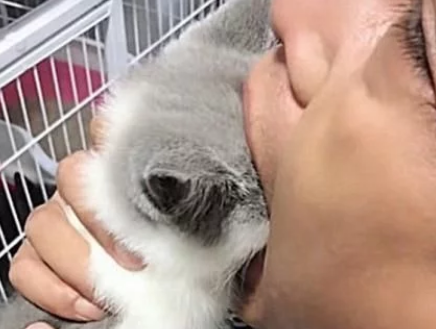 萌宠来了主人抄起小奶猫 然后扔到嘴里 母猫认为要被吃了(图1)