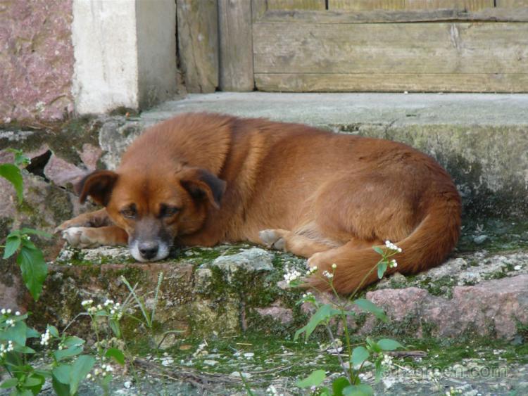 为什么狗狗不是很爱睡在狗窝里 而是睡在这些地方？（狗为么不喜欢睡床）(图3)