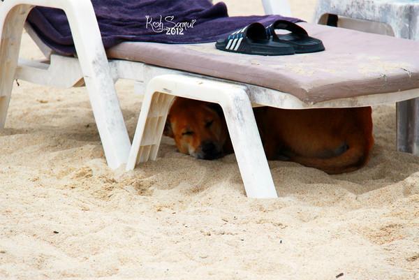 为什么狗狗不是很爱睡在狗窝里 而是睡在这些地方？（狗为么不喜欢睡床）(图4)