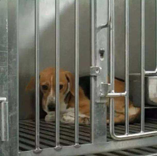 比格犬虽然很很可爱 却并不合适新手养殖 它们有都有哪些缺点呢？（比格犬很好养活吗）(图1)