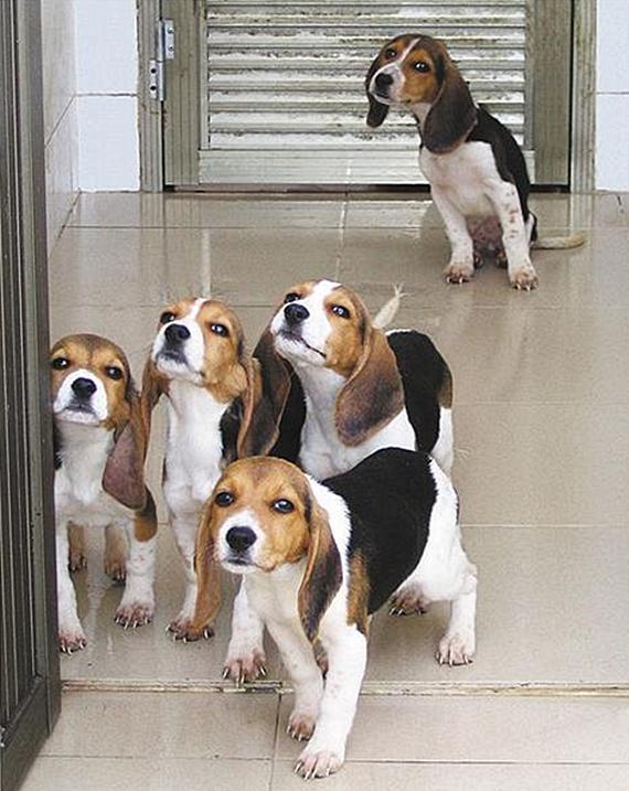 比格犬虽然很很可爱 却并不合适新手养殖 它们有都有哪些缺点呢？（比格犬很好养活吗）(图2)