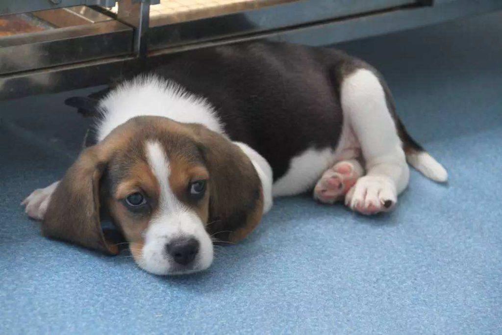 比格犬虽然很很可爱 却并不合适新手养殖 它们有都有哪些缺点呢？（比格犬很好养活吗）(图4)