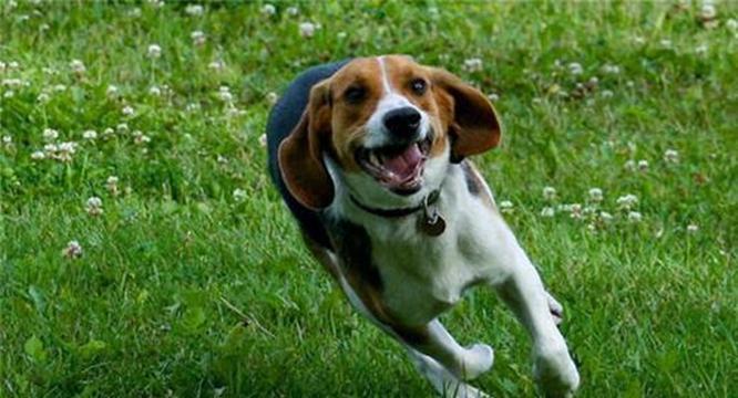 比格犬虽然很很可爱 却并不合适新手养殖 它们有都有哪些缺点呢？（比格犬很好养活吗）(图5)